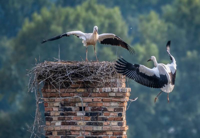 Professional Chimney Animal Removal Services in Lake Forest, Illinois
