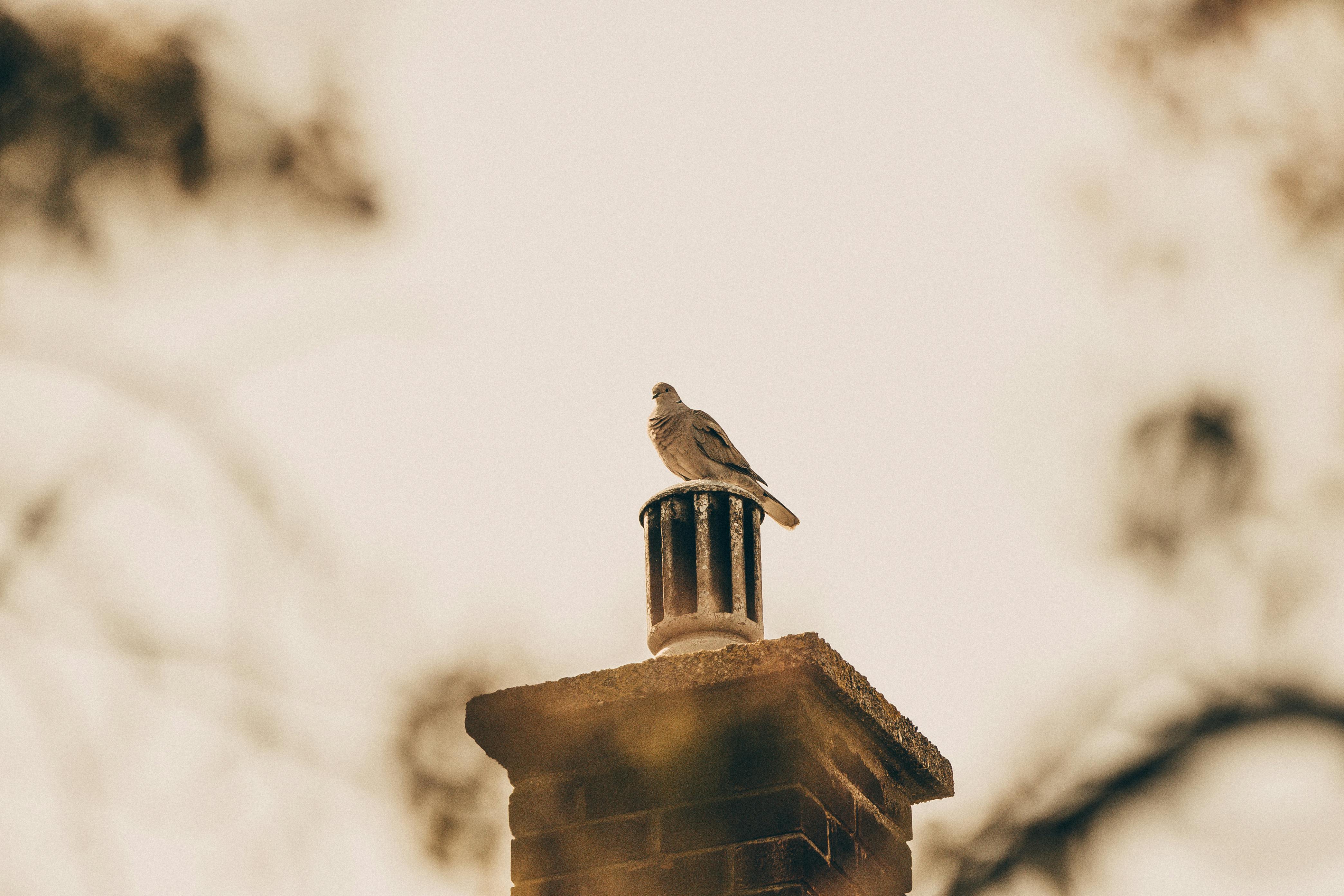 Professional Chimney Cap Installation Services in Lake Forest, IL Expert Chimney Cap Installation in Lake Forest, Illinois